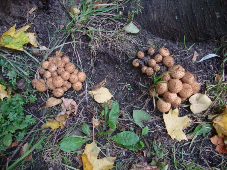 Талаканские грибы