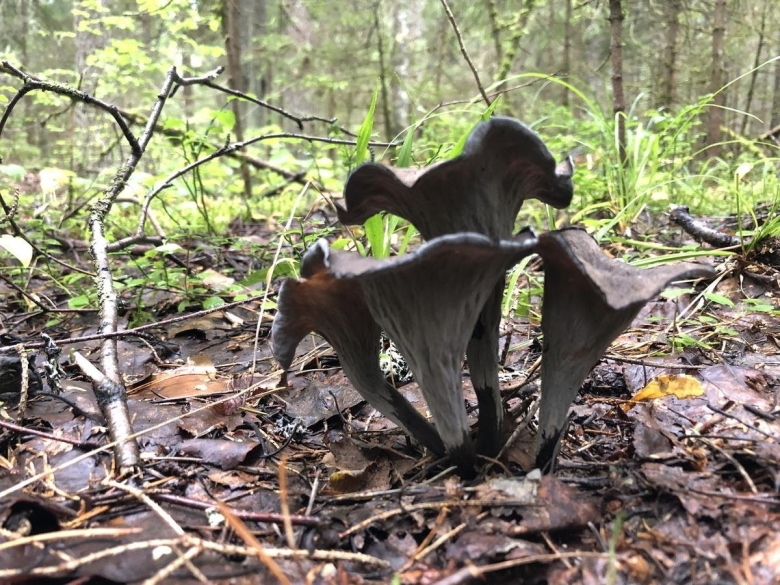 Грибы в Нижегородской области