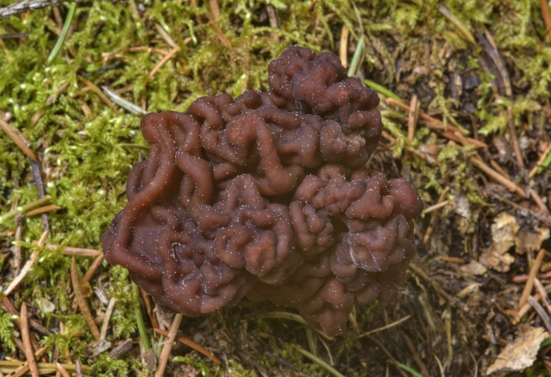 Редкие грибы Сибири