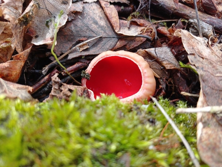 Весенние грибы Тульской области
