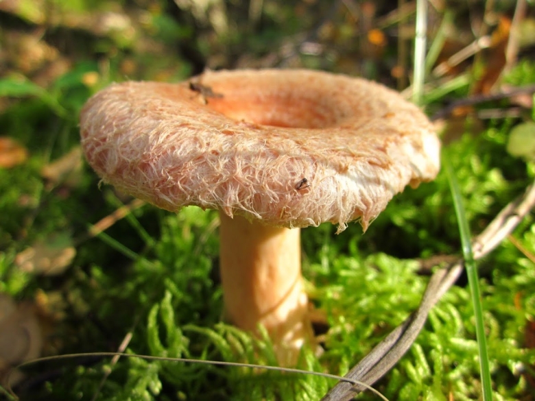 Грибы Северного Кавказа