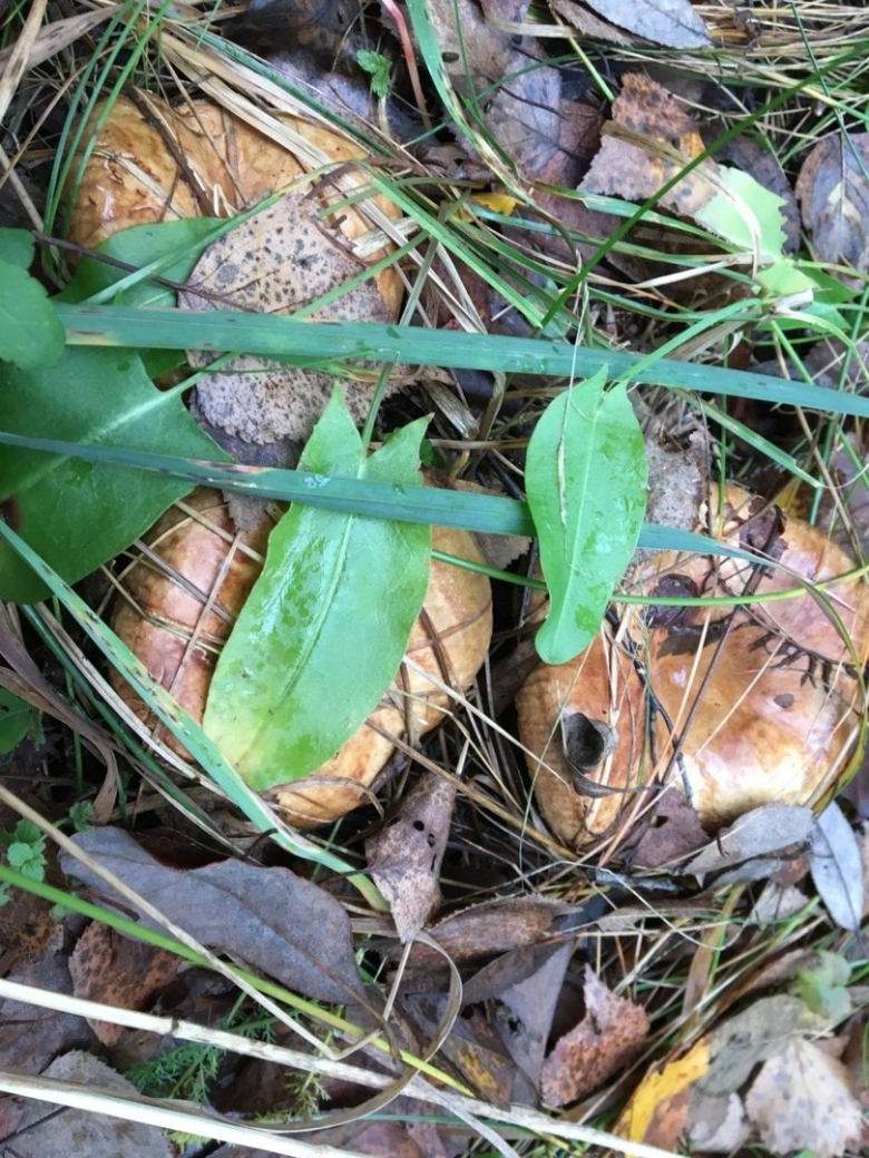 Свинорой гриб как выглядит