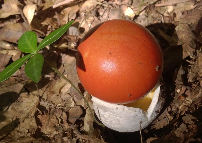 Цезарский гриб Дальневосточный