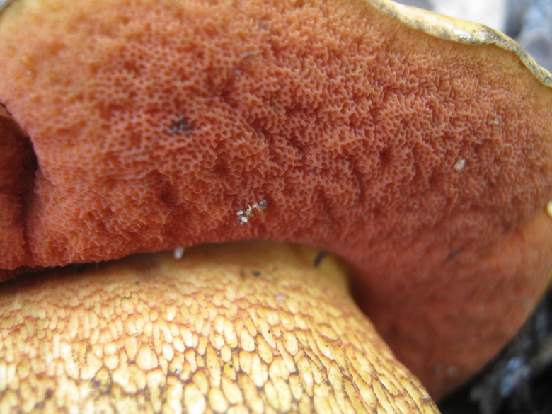 Ножка гриба текстура