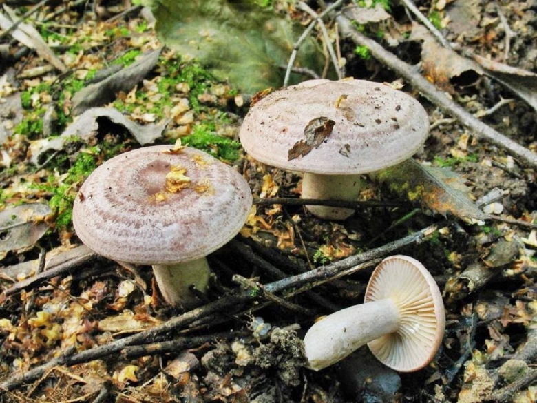 Горькушки серушки