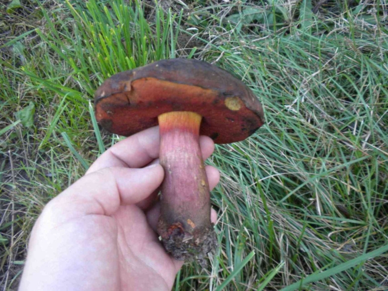 Гриб поддубовик сатанинский