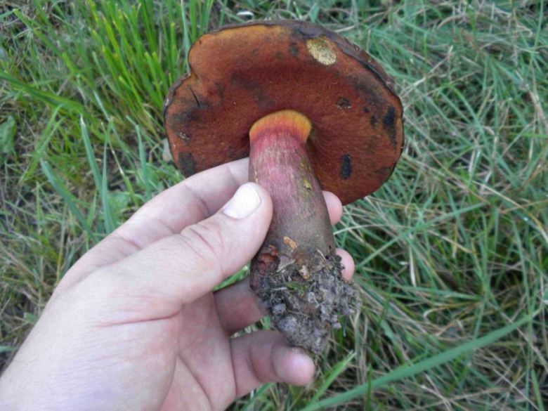 Гриб поддубовик сатанинский