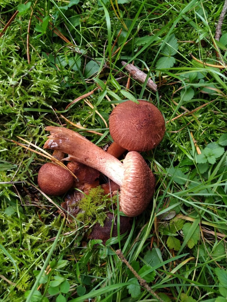 Рядовка бородатая гриб