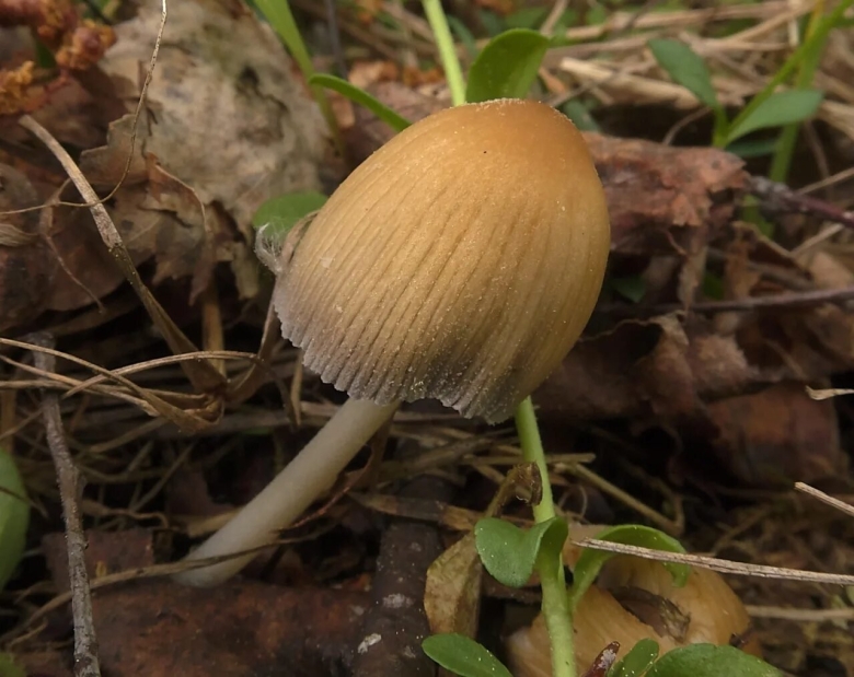 Навозник обыкновенный пластинчатый гриб