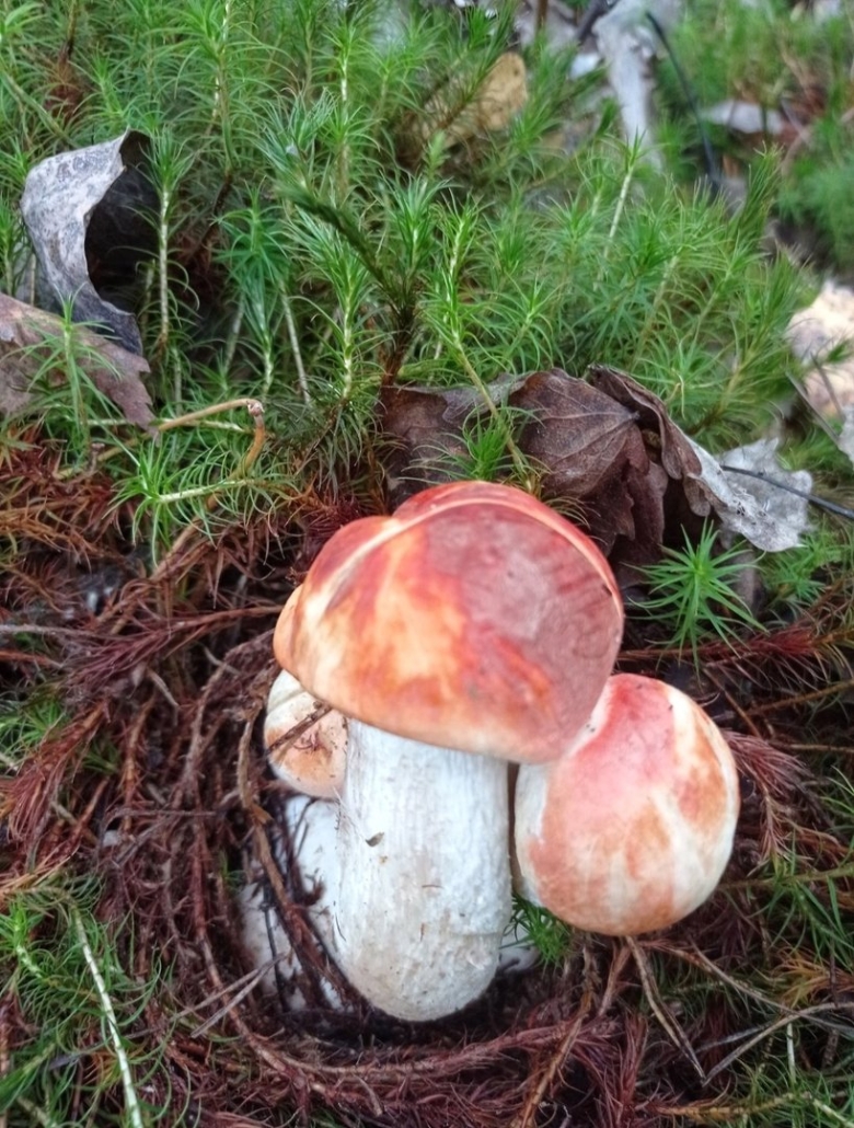 Боровик белый гриб