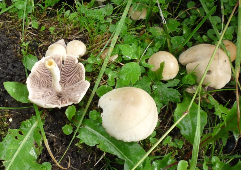 Гриб подорожник