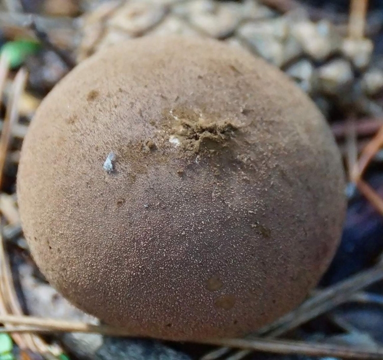 Дождевик Дедушкин табак