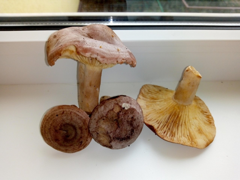 Грибы серянки фото