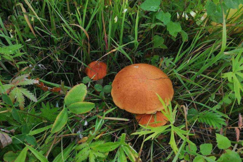 Гриб с оранжевой шляпкой