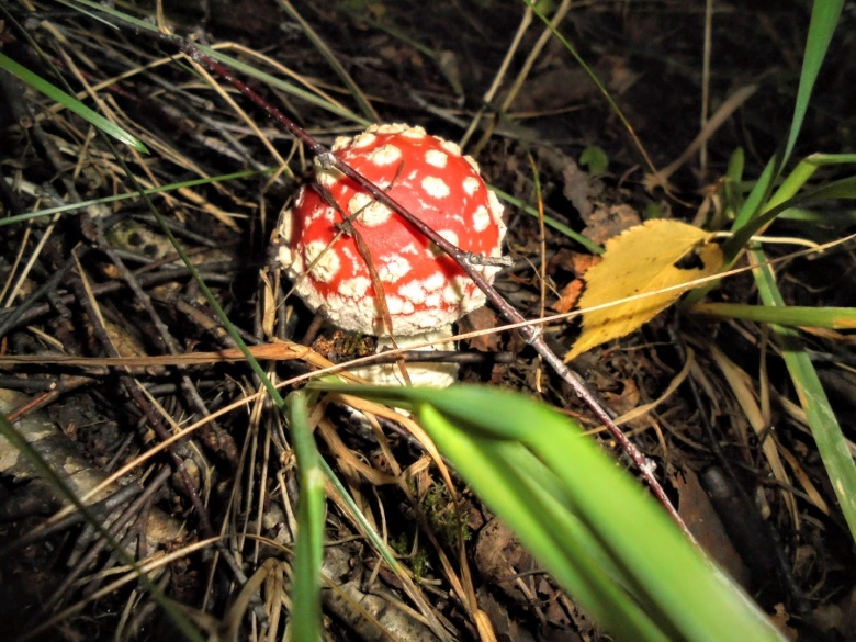 Мухомор желтоножковый