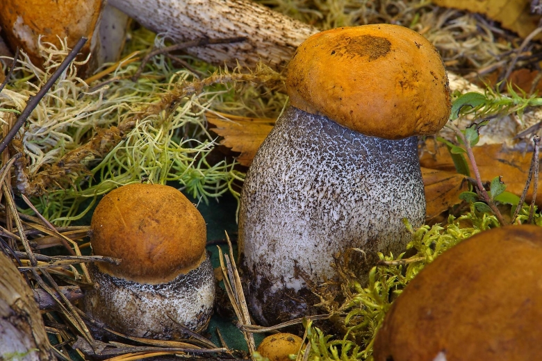 Подосиновик желто бурый