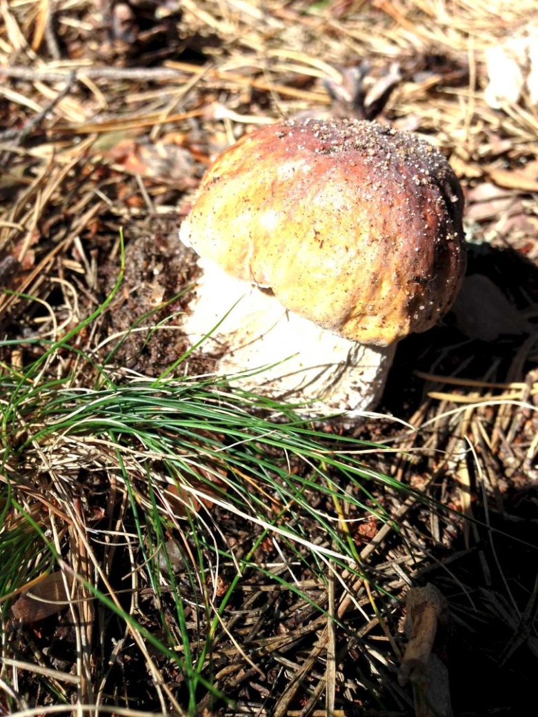 Георгиевский гриб