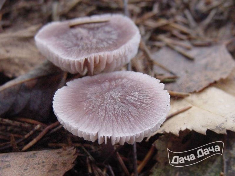 Мицена чистая гриб фото