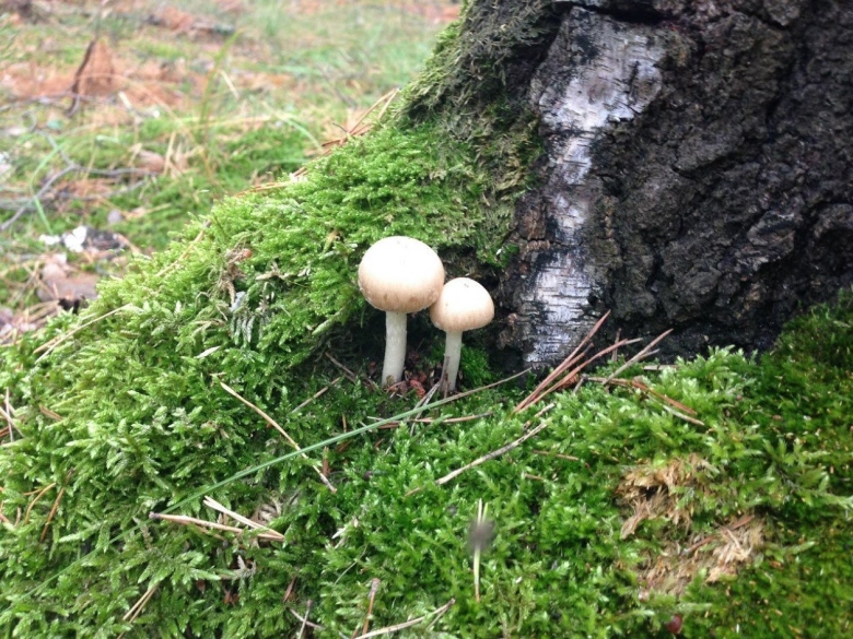 Грибы Омской области