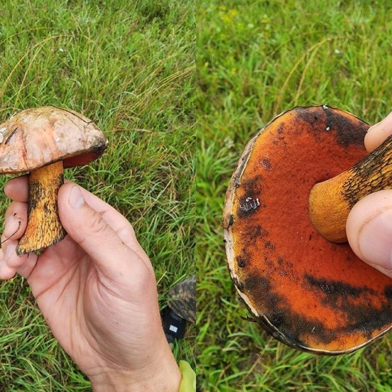 Дубовик оливково бурый