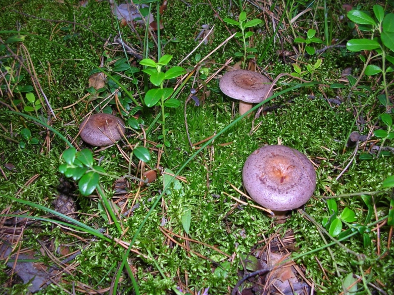 Млечник гриб серушка