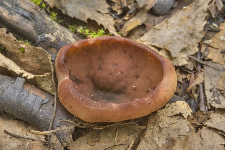 Пецица пузырчатая гриб