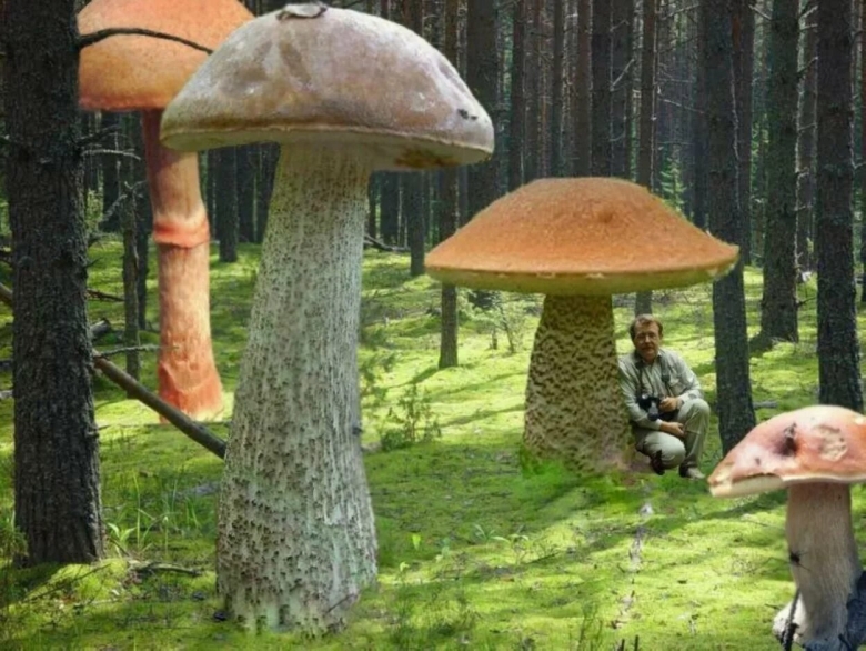 Белый гриб подосиновик и боровик