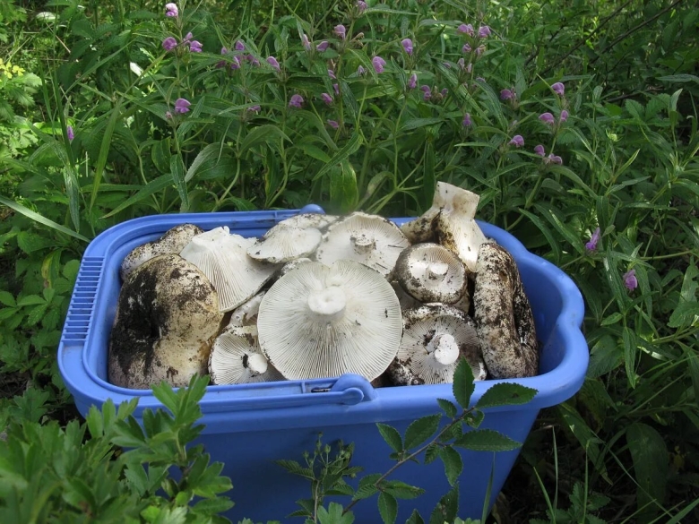 Весенние грибы Волгоградской области