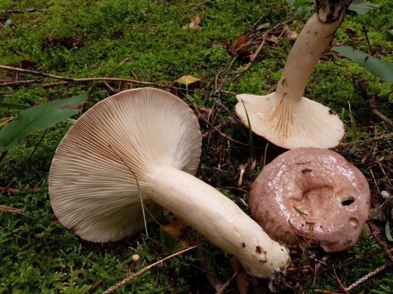 Млечник обыкновенный