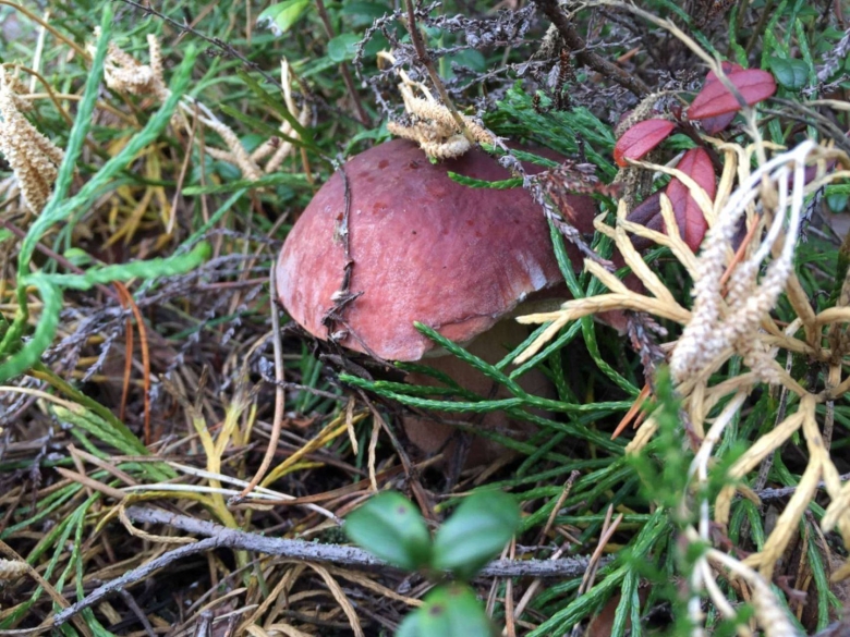 Гриб краснуха фото