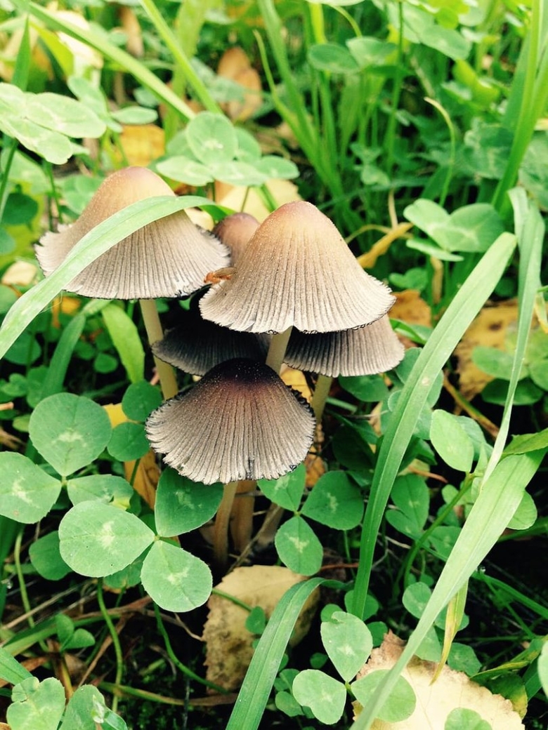 Подорожники грибы луговые