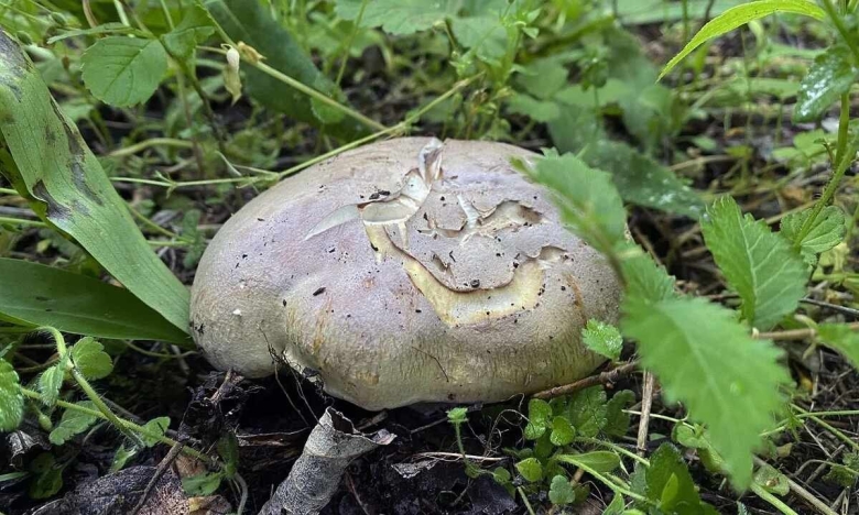 Гриб Трихолоспорум углоспоровый