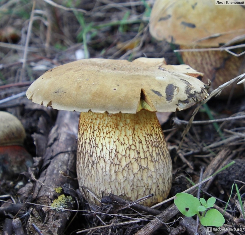 Поддубник белый