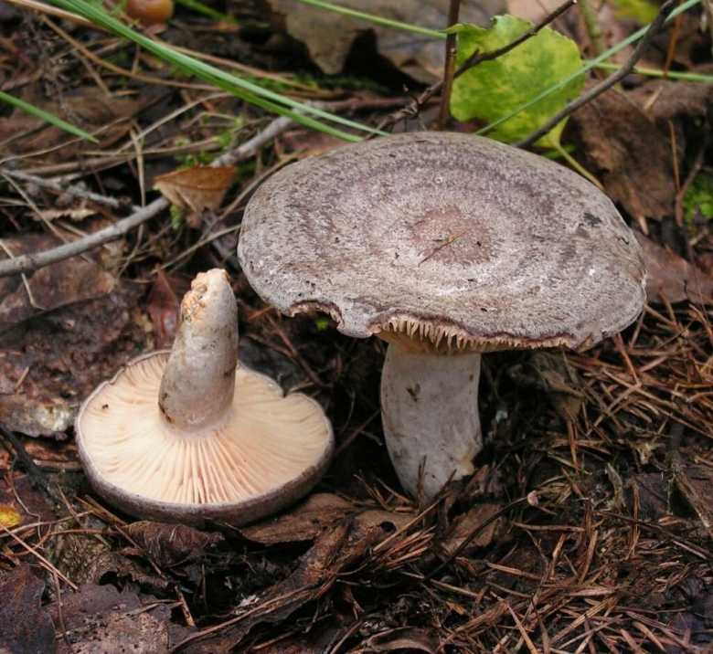 Гриб серушка и зеленушка