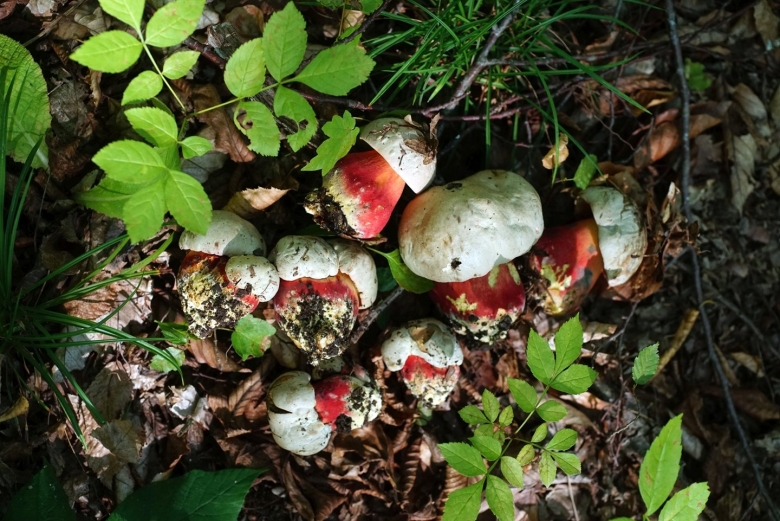 Съедобные грибы Забайкальского края