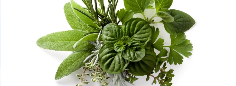 Лечебная трава