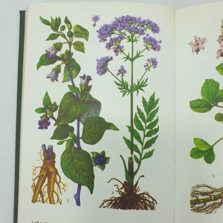 Valeriana officinalis гербарий