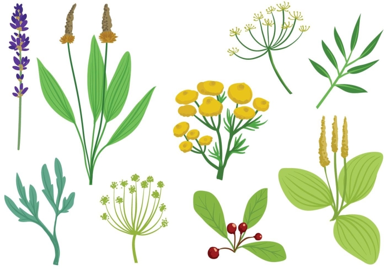 Рисование лекарственные травы