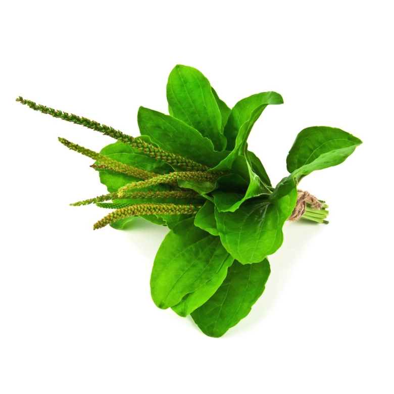 Подорожник растение