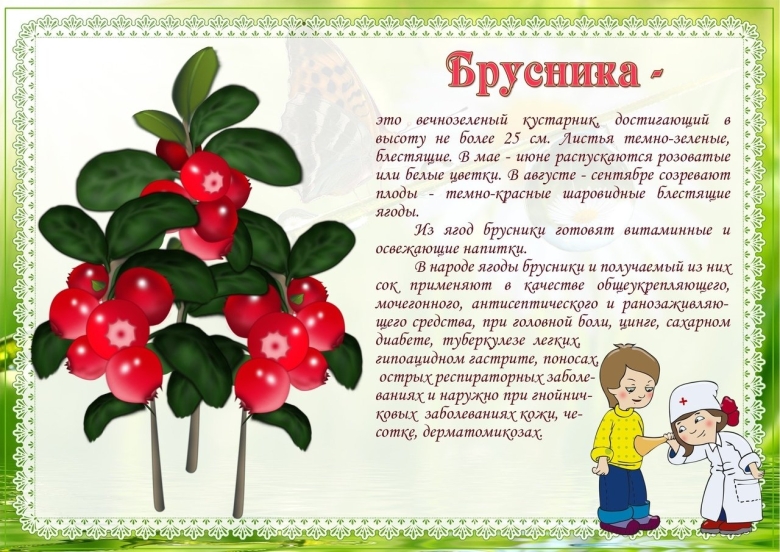 Лекарственные растения для детей в доу