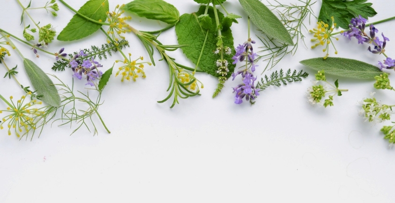 Фон для презентации лекарственные растения