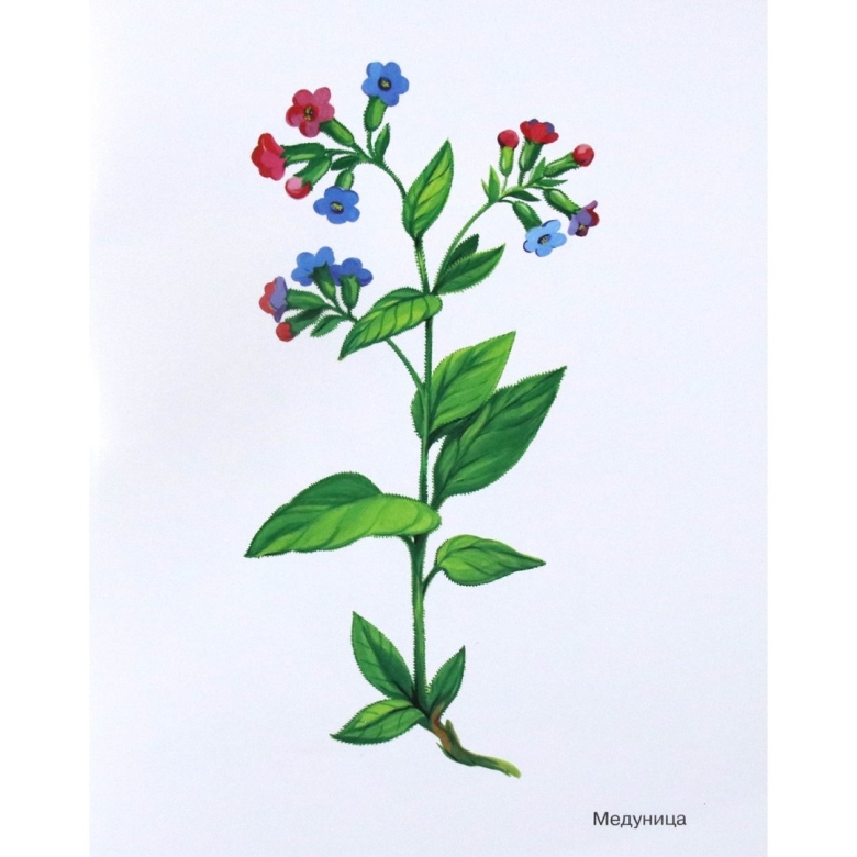 Медуница лекарственная строение