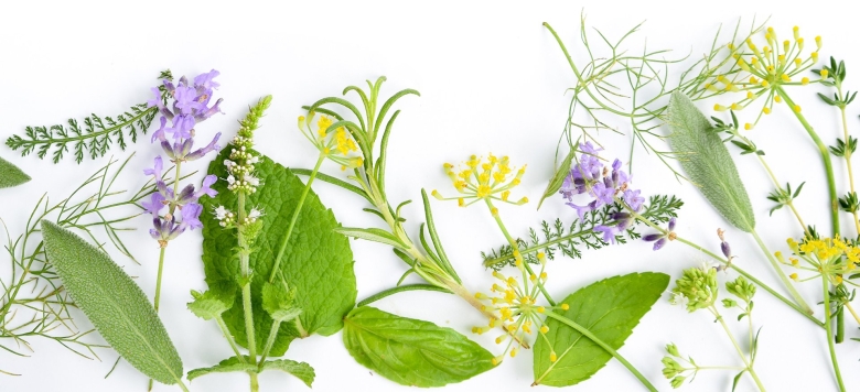 Фон для презентации лекарственные растения