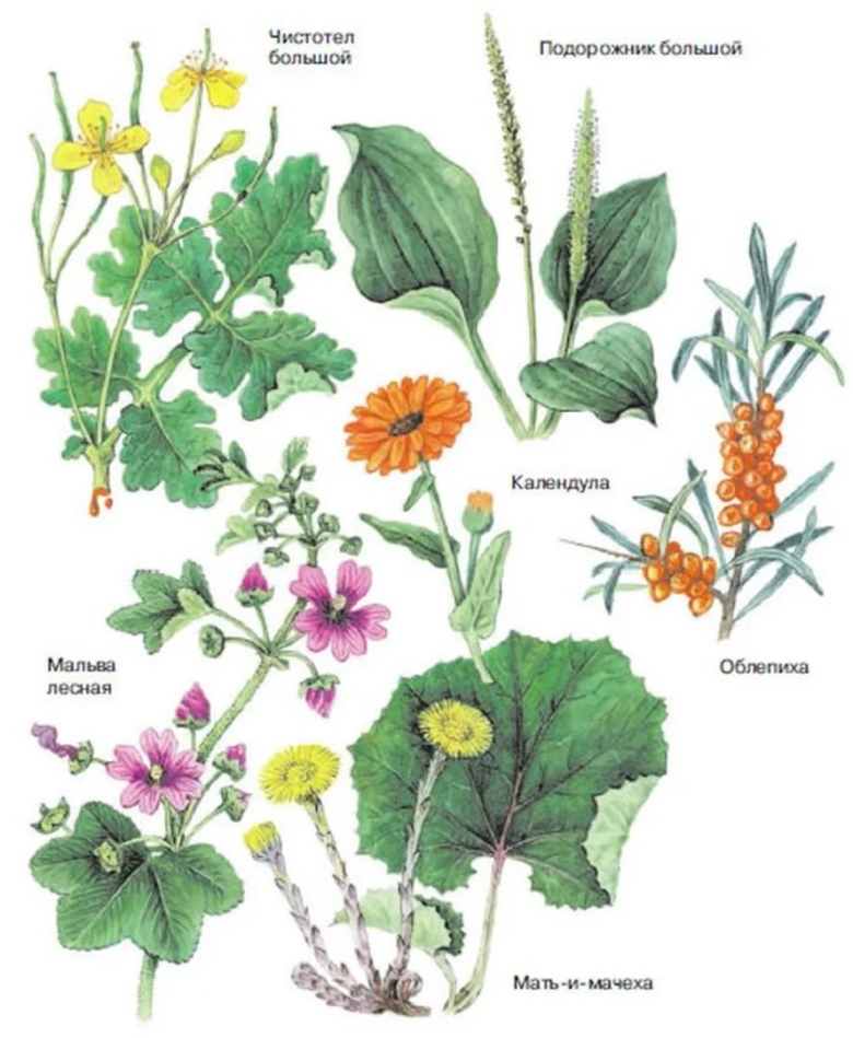 Лекарственные дикорастущие растения названия