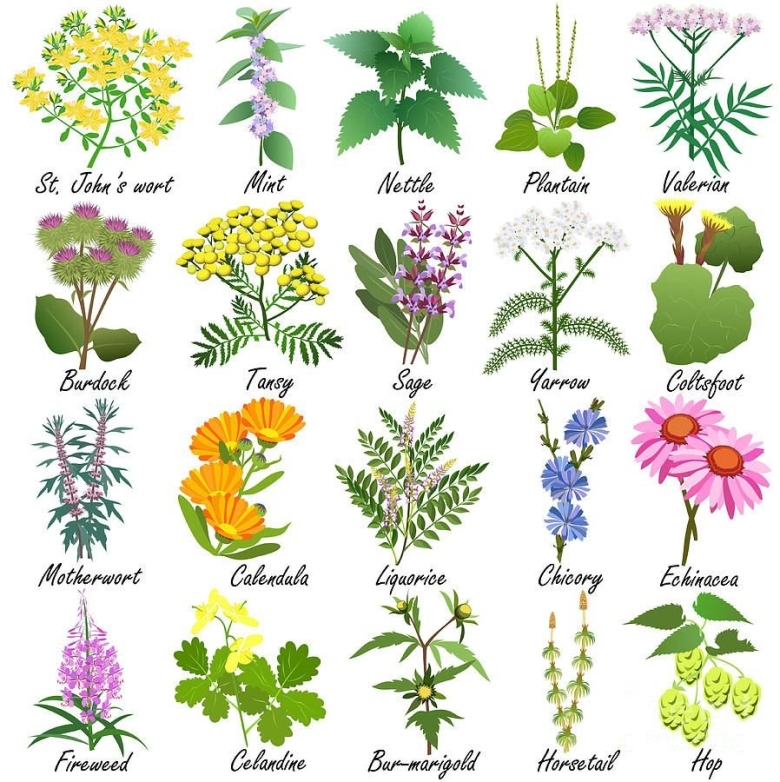 Лекарственные растения для детей