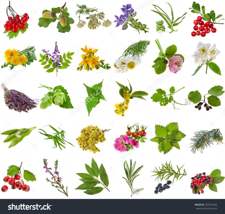 Лекарственные растения на белом фоне