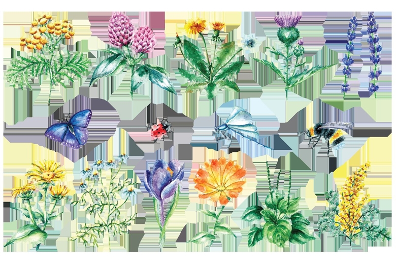 Травы для дошкольников