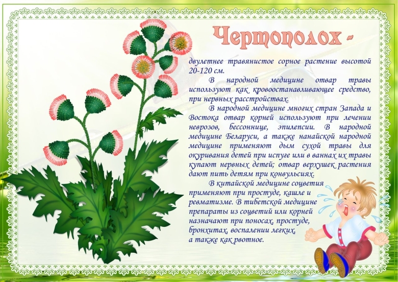 Лекарственные растения для детей в ДОУ