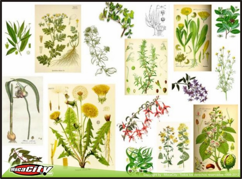 Коллаж из лекарственных растений