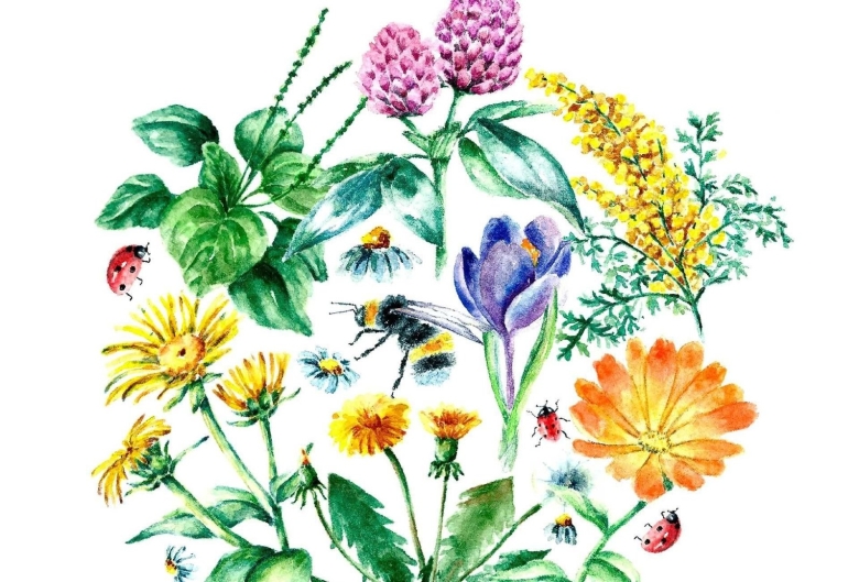 Лекарственные растения рисунки